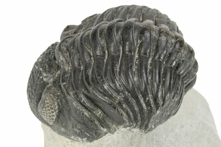 Phacopid Trilobite (Pedinopariops) - Mrakib, Morocco #229909